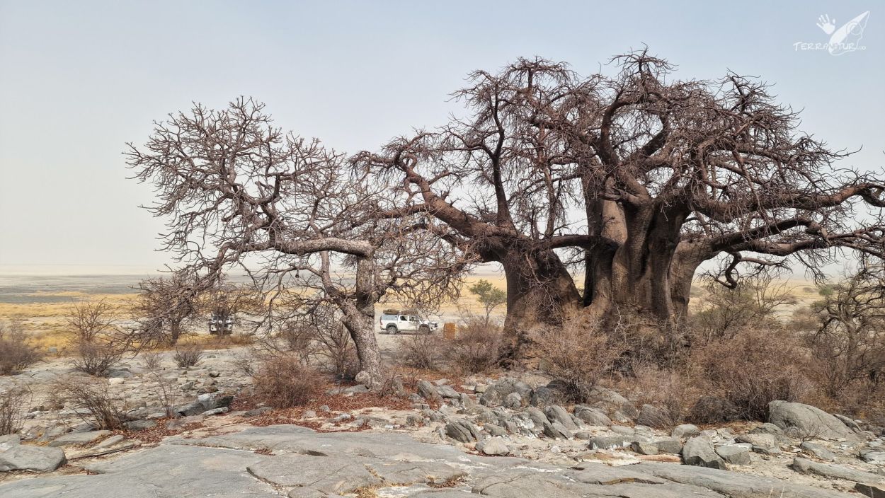 Isla de los Baobabs