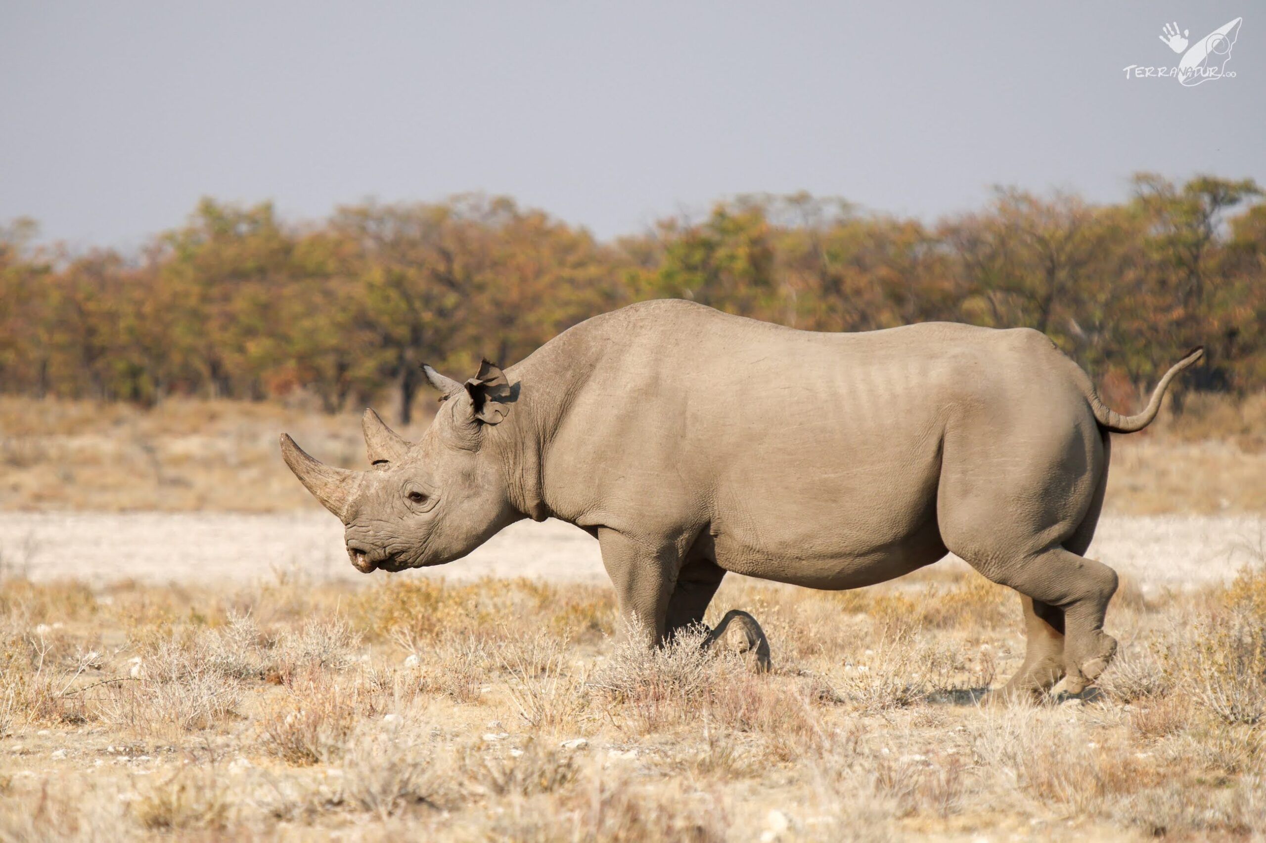 Rinoceronte negro en Botswana