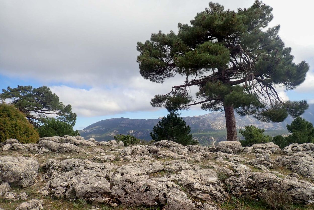 En la Risca del Guijarrón. Cazorla
