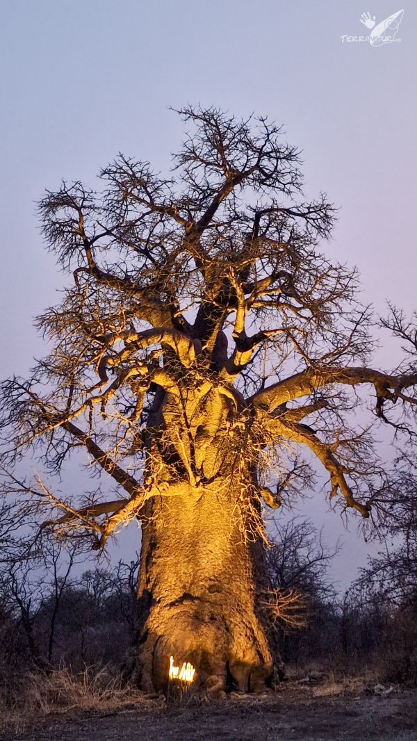 Planeta Baobab. Botswana
