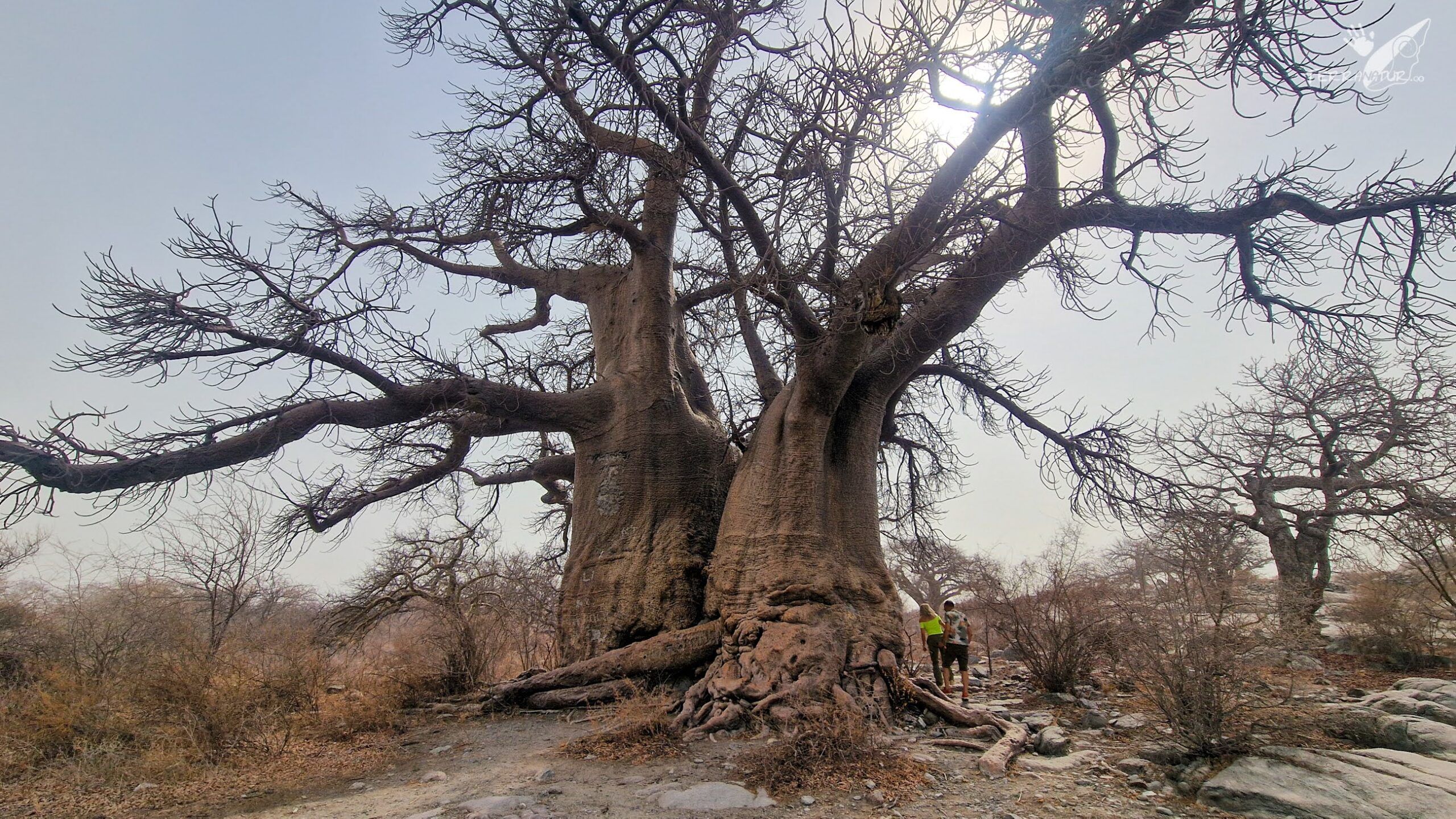 Baobab gigante