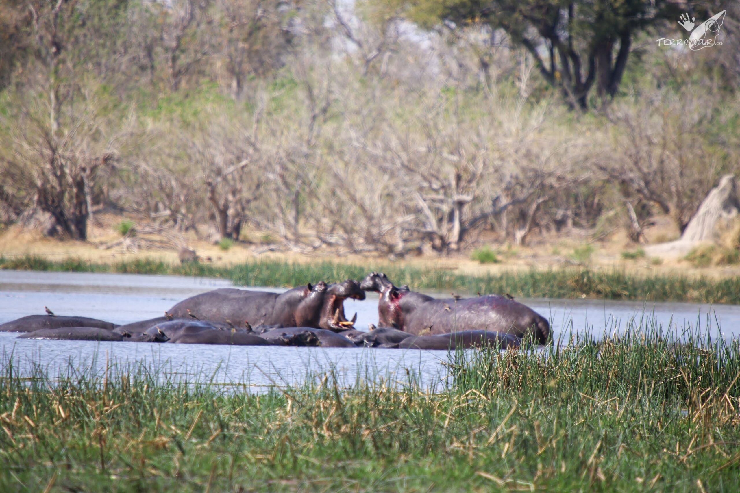 Hipopótamos luchando en Moremi