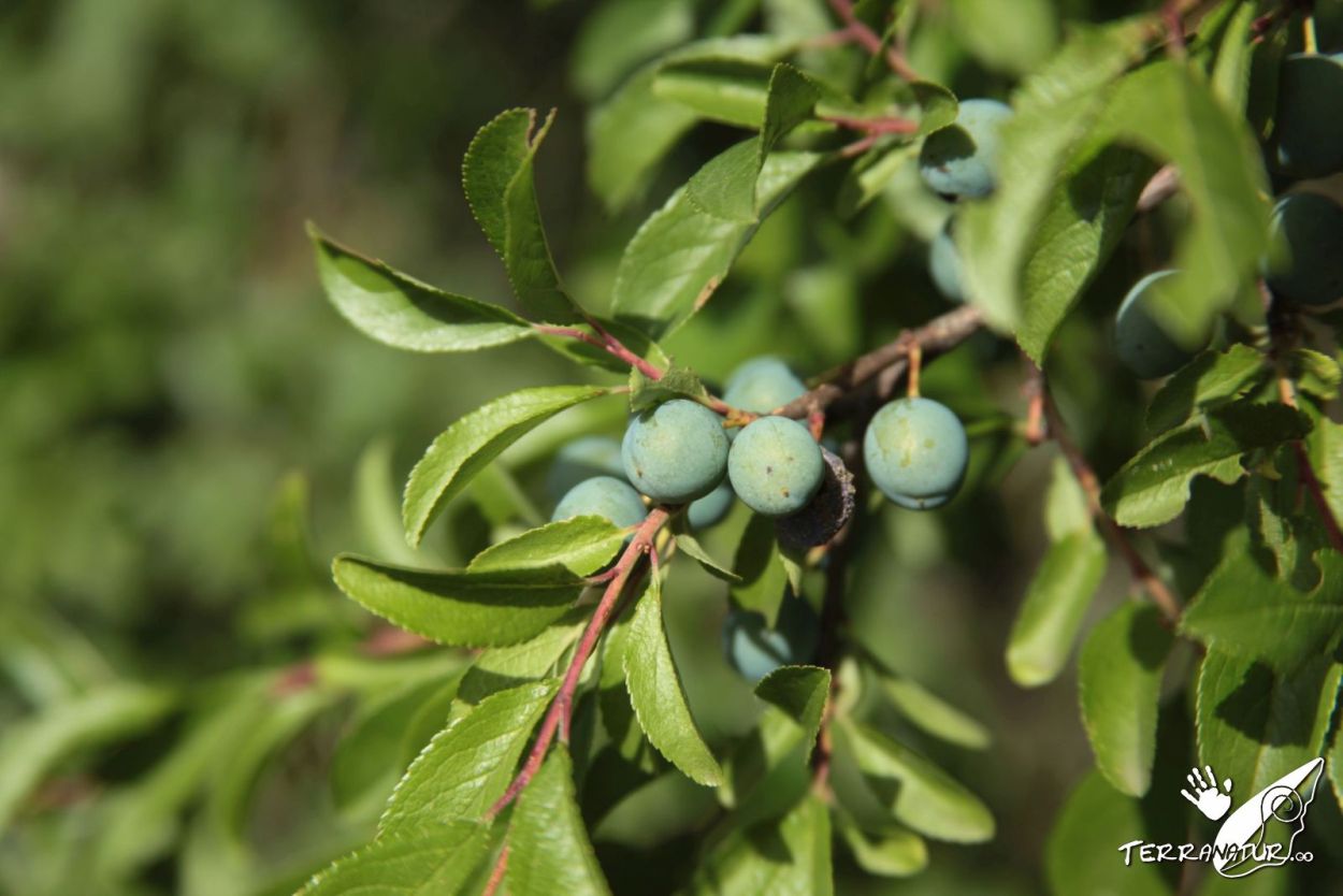 ruta botánica por el escorial hasta la silla de felipe II con Terranatur.